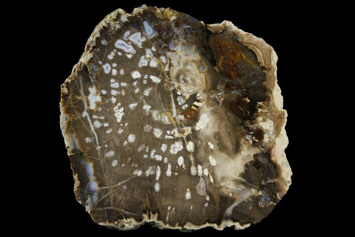 Polished Pocket Rot Petrified Wood Slab - Live Oak County, Texas #166404